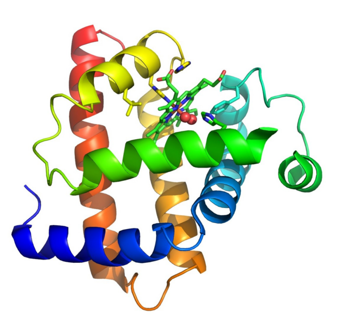 Explore protein structures with ChimeraX