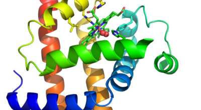 Explore protein structures with ChimeraX